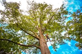 Moores Mill, AL Tree Removal Company