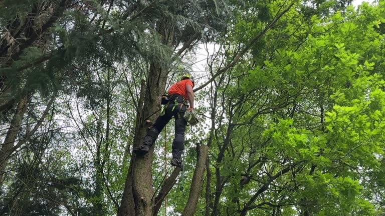 Best Tree and Shrub Care  in Moores Mill, AL
