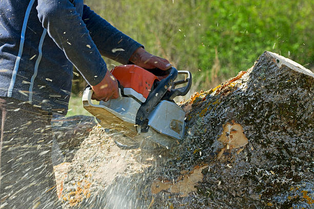 Best Lawn Disease Treatment  in Moores Mill, AL